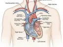 Textbook-style medical illustration of a biological mechanism